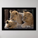 Suche nach lions poster Tiere