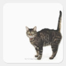 Suche nach tablet aufkleber Katze
