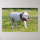 Recherche de anglais bouledogue art Animal
