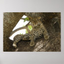 Suche nach pardus poster Gepunktet