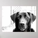 Recherche de laboratoires posters Animaux