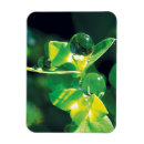 Recherche de feuille vert magnets Élégant