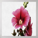 Suche nach hollyhock poster Rosa