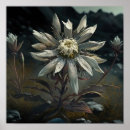 Recherche de edelweiss art Fleurs blanches