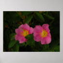 Recherche de roses sauvages posters Botanique