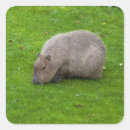 Recherche de animal capybara autocollants Rongeur
