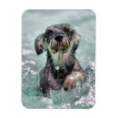 Recherche de doggys magnets Chien