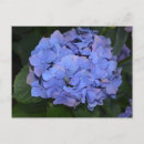 Suche nach lila hydrangea postkarten Vintag