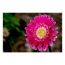 Recherche de marguerite posters Nature