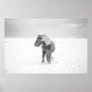 Recherche de poney islandais posters Hiver
