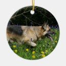 Suche nach schäferhund im schnee ornamente Hunde fotograf