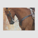 Recherche de oseille Cheval