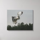 Recherche de copie animale photographie Photographie de faune