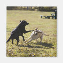 Suche nach hundespielen Tier