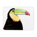 Suche nach toucan magnete Vogelvogel