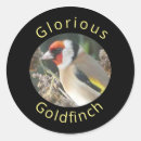 Suche nach goldfinch aufkleber Vogelvogel