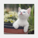 Recherche de personne de chat magnets Chaton