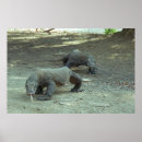 Recherche de komodo posters Dragon