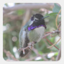Suche nach hummingbird aufkleber Natur