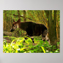 Suche nach okapi poster Natur