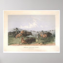Recherche de buffle indien posters Chasse