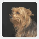 Suche nach linke aufkleber Haustiere