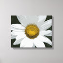 Recherche de marguerite blanche toiles Marguerites blanches