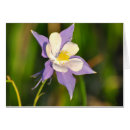 Recherche de columbine cartes postales Pourpre