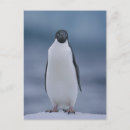 Suche nach adelie penguin poster Tierwelt