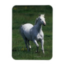 Recherche de déplacé magnets Herbe
