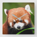Suche nach rote pandas poster Niedliche tiere