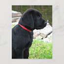 Recherche de marionnettes cartes postales Labrador