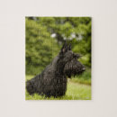 Recherche de scottish terrier puzzles Animal