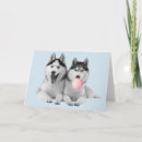 Suche nach huskies karten Zäh