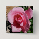 Suche nach garten blumen buttons Rose