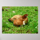 Suche nach hennen poster Geflügel