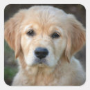 Suche nach retriever aufkleber Goldkleber