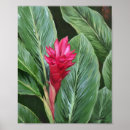 Suche nach tropische inseln poster Blume