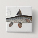 Recherche de cyprinus 1743 1805