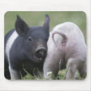 Suche nach niedliches schwein mousepads Ferkel