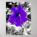 Suche nach fieber poster Blumenreich
