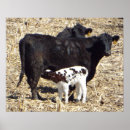 Suche nach baby cow poster Niedlich