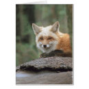 Suche nach roter fuchs postkarten Vulpes