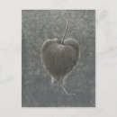 Suche nach stammes postkarten Pflanze