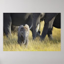 Suche nach drei tiere poster Elefant