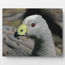Suche nach gänse fotoplatten Vogelvogel
