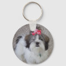 Recherche de apso de lhasa porteclés Chien
