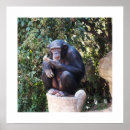 Recherche de chimpanzés posters Chillon