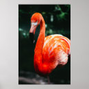 Recherche de oiseau orange posters Flamingo