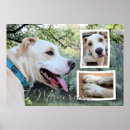 Suche nach pitbull poster Bullen